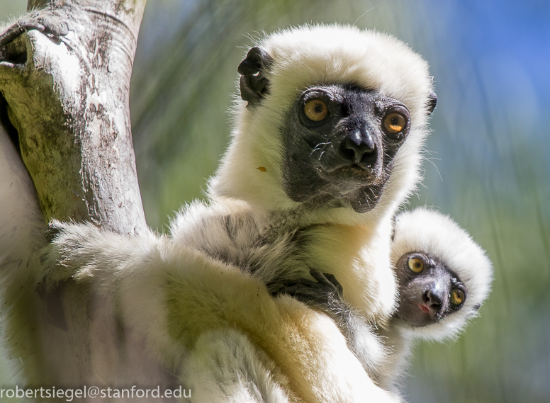 sifaka